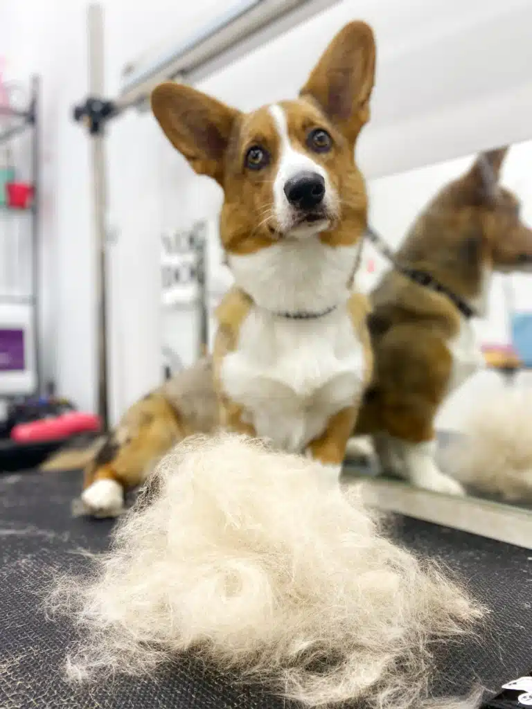 Короткошерстий коргі присів біля невеликої кількості вичесаної шерсті