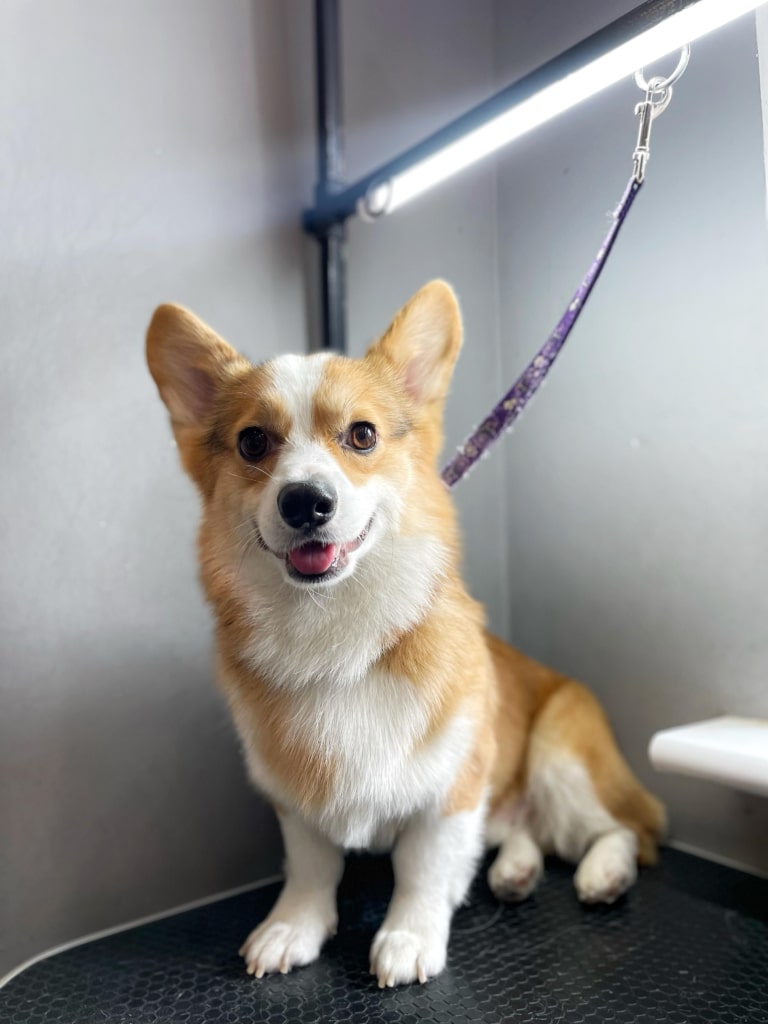 Коргі всівся в кутку грумерської під світлом лампи