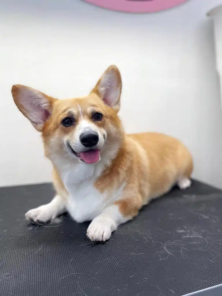 Коргі розвалився на чорному столі, де залишилось трохи шерстинок