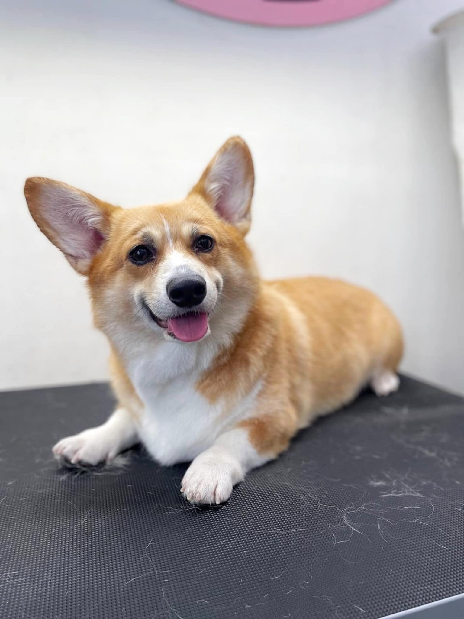 Коргі розвалився на чорному столі, де залишилось трохи шерстинок