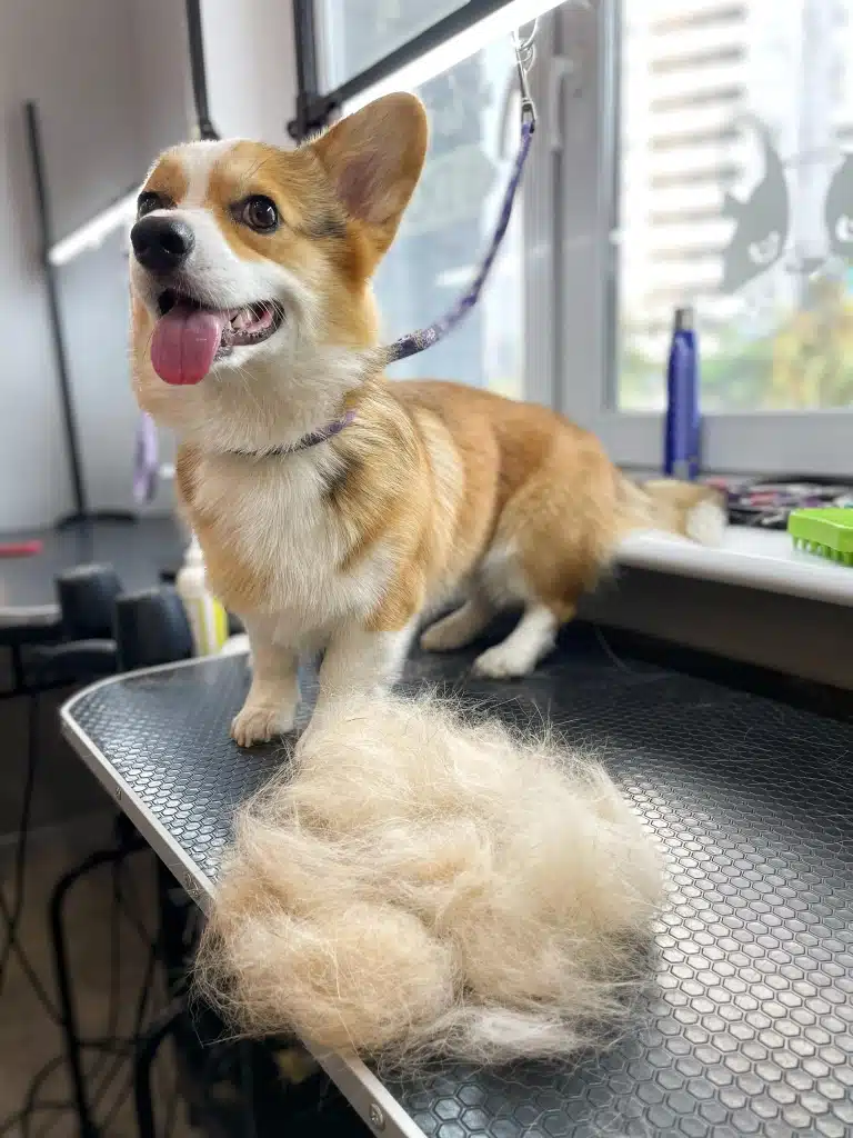 Коргі присів попою на підвіконня, а передніми лапами стоїть на столі