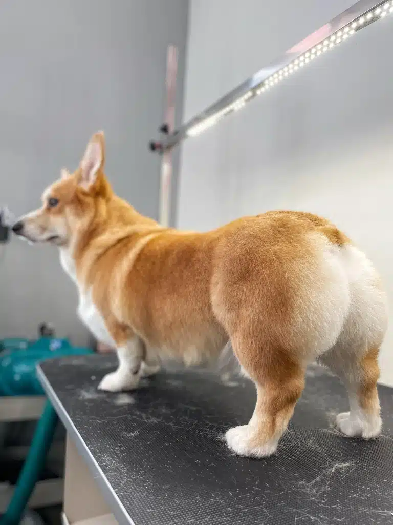 Коргі впевнено стоїть на грумерському столі з новою стрижкою