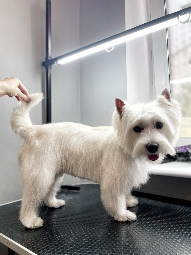 Грумер тримає хвоста веста, щоб продемонструвати лінії стрижки