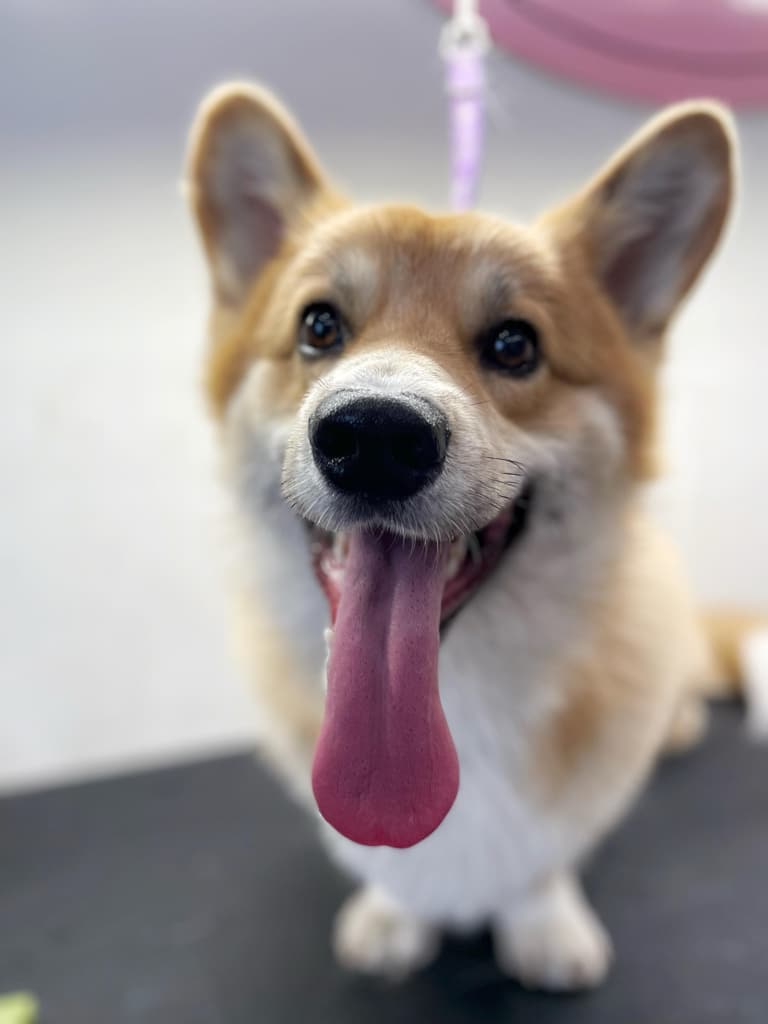 Надзвичайно довгий рожевий язик коргі вивалився з рота