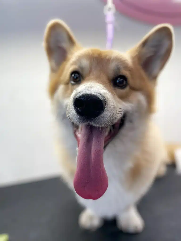 Надзвичайно довгий рожевий язик коргі вивалився з рота