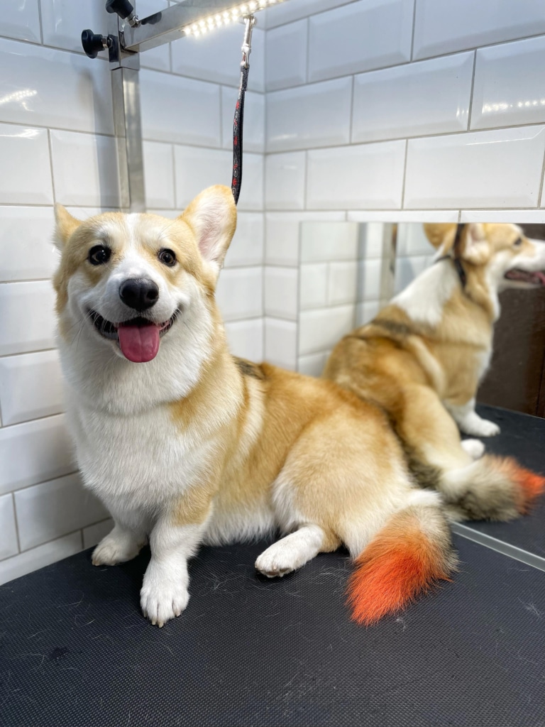 Коргі з чарівним помаранчевим кінчиком на хвості