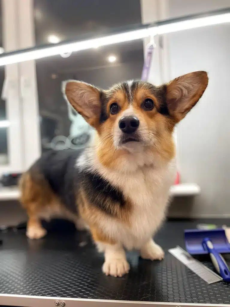 Коргі стоїть біля гребінців, слікерів, які використовувались в роботі