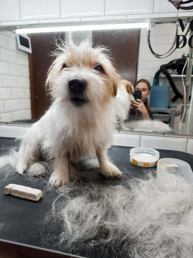 Дже-рассел в процесі тримінгу в професійному салоні