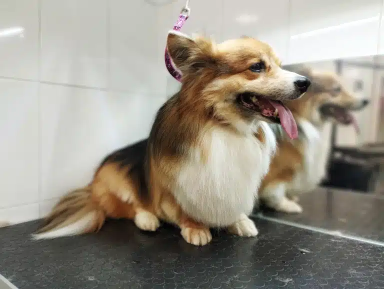 Коргі висолопив язика в очікувані батьків