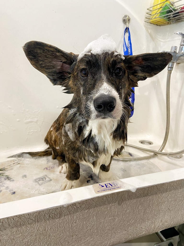 Темний коргі з довгими вухами насолоджується пінними процедурами в ванні