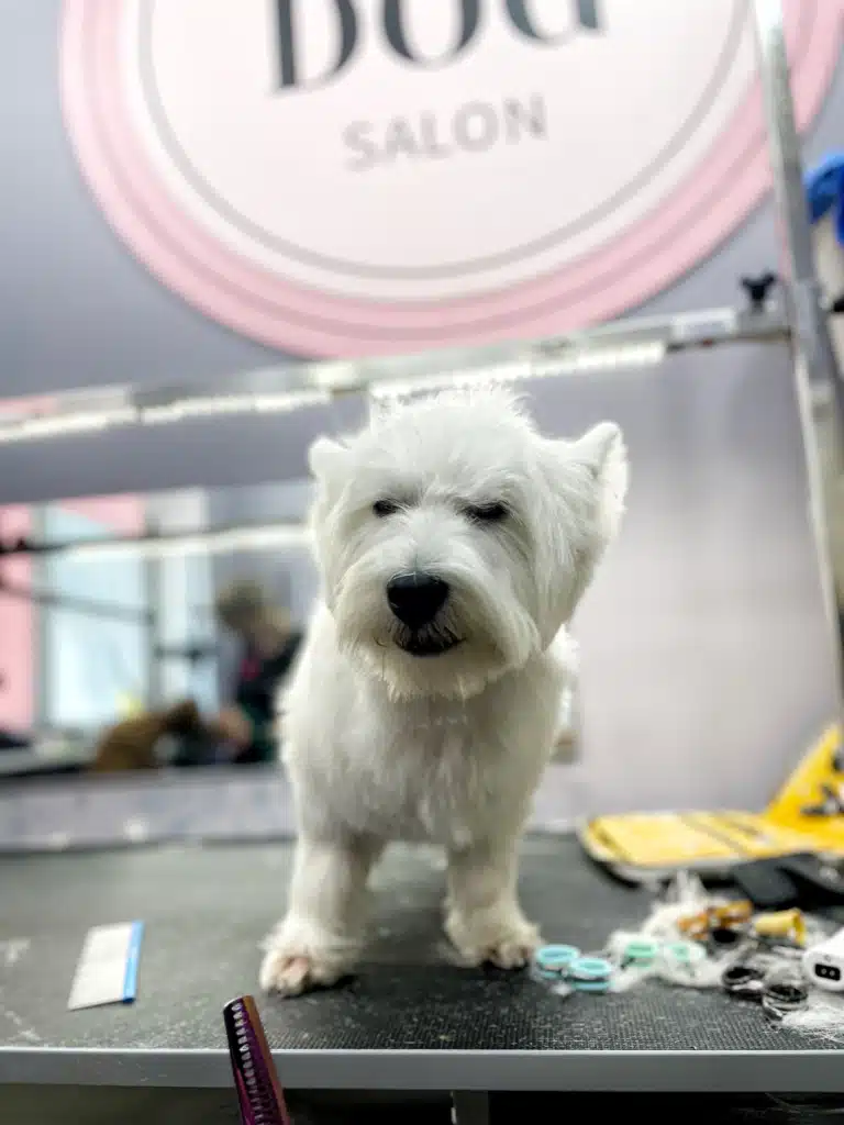 Вест прикрив очі від яскравого світла в грумерській