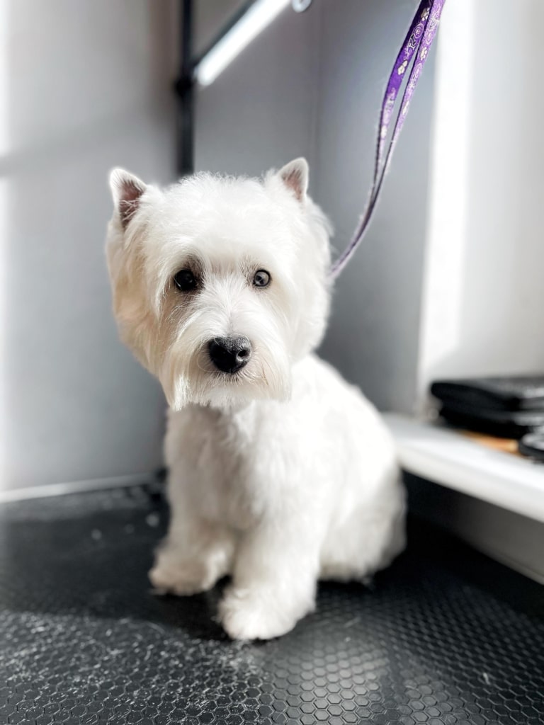 Вест після стрижки сидить на сонячному боці грумерського столу