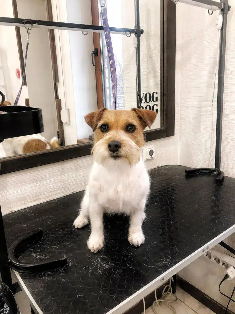 Після стрижки у джек-рассела залишилась пухнаста мордочка