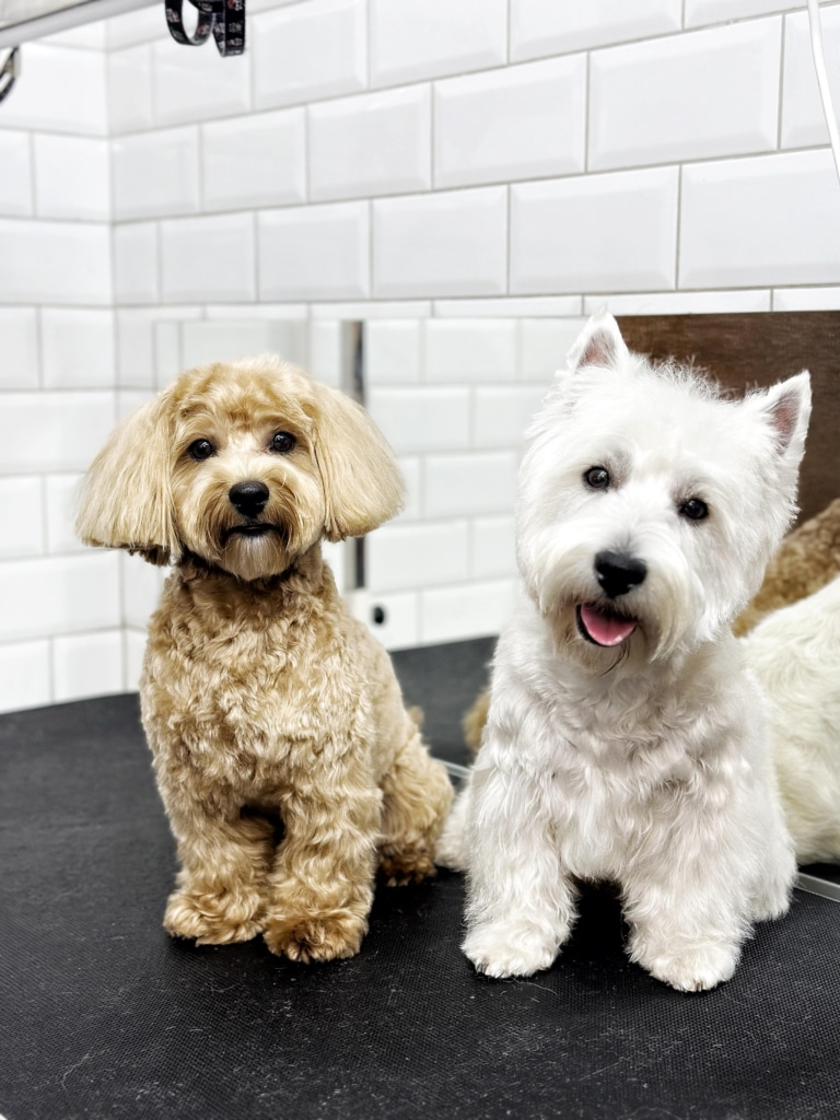 Підстрижена та гарні мальтіпу і вест чекають на власницю