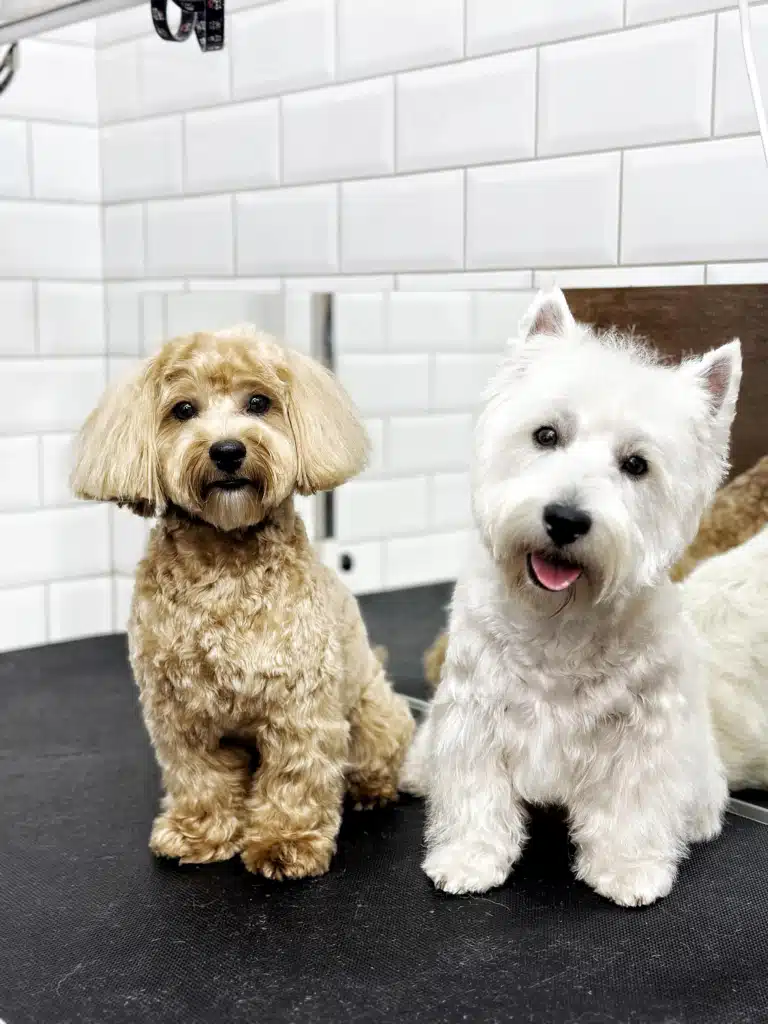 Підстрижена та гарні мальтіпу і вест чекають на власницю