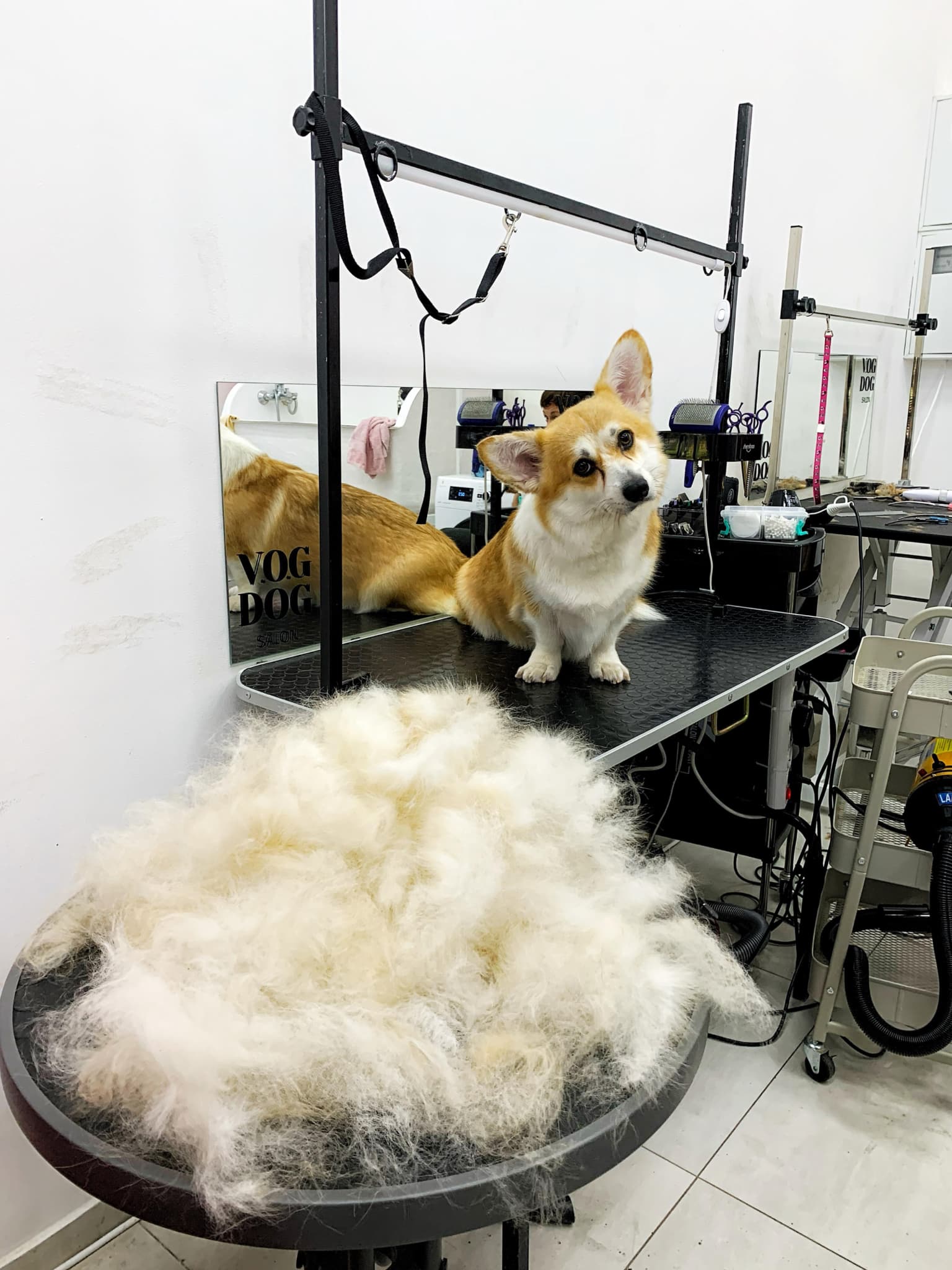 Коргі сидить на одному столі, а його вичесане підшерстя лежить на іншому