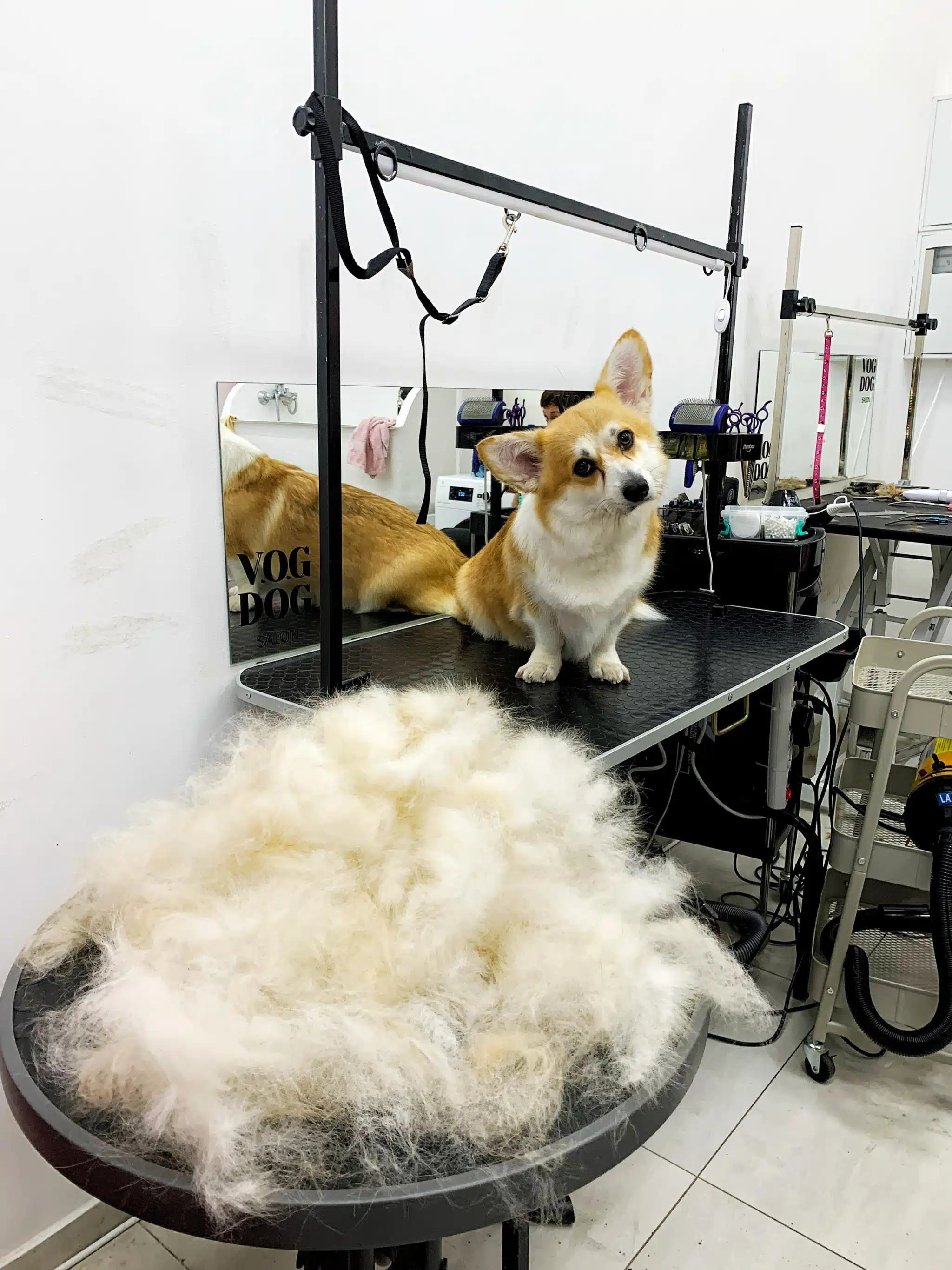 Коргі сидить на одному столі, а його вичесане підшерстя лежить на іншому