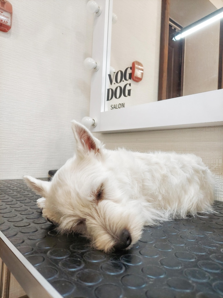 Вест солодко заснув під час вичісу на столі