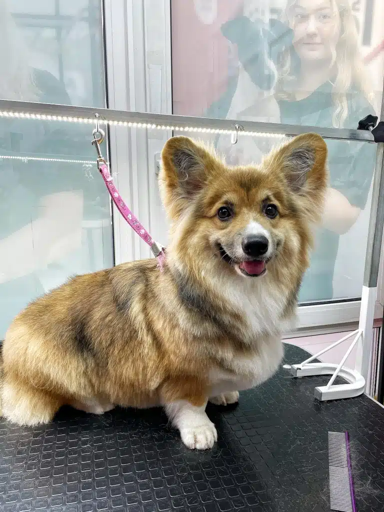 Пухнастий коргі має кудряву шерсть в середині вушок