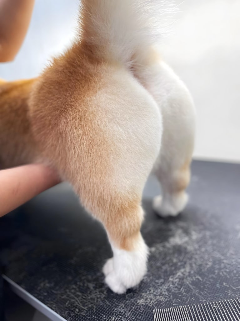 Ідеально підстрижена ножицями попка коргі