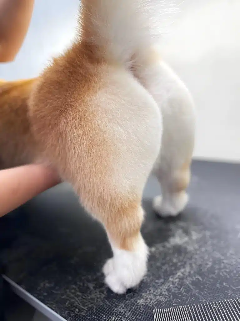 Ідеально підстрижена ножицями попка коргі