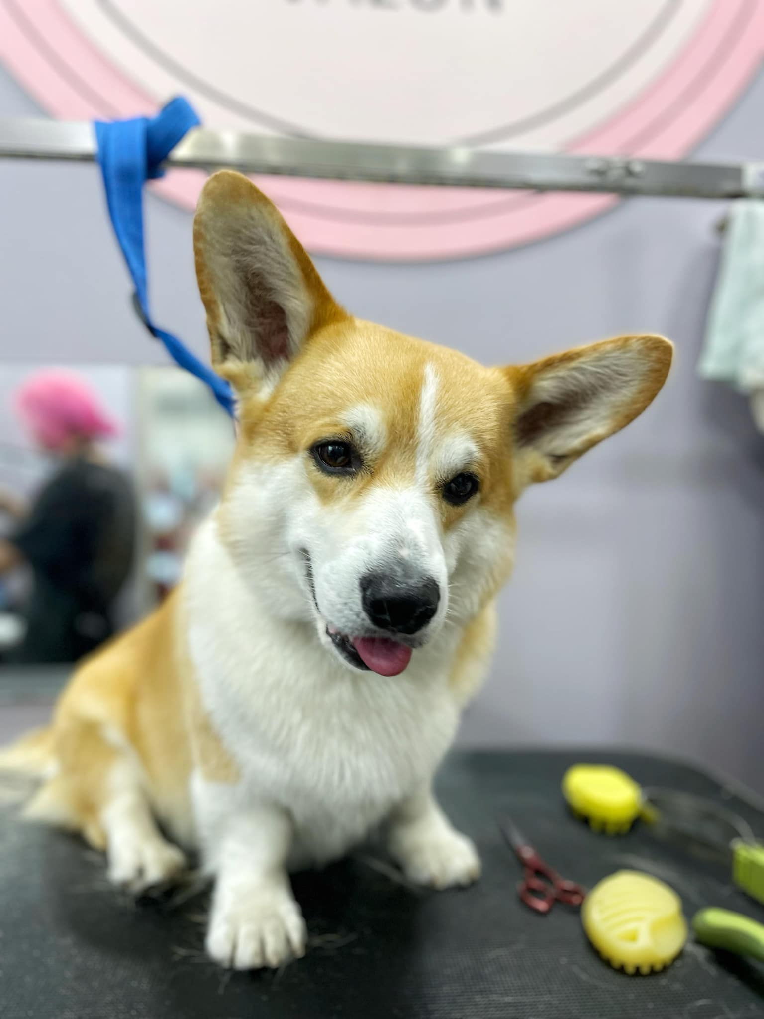 Коргі приліг на стіл серед жовтих силіконових щіток