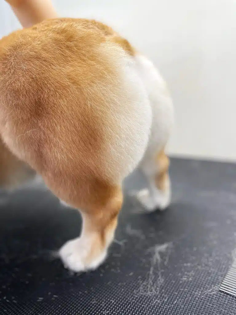 Круглі лінії стегон коргі після стрижки в професійному салоні