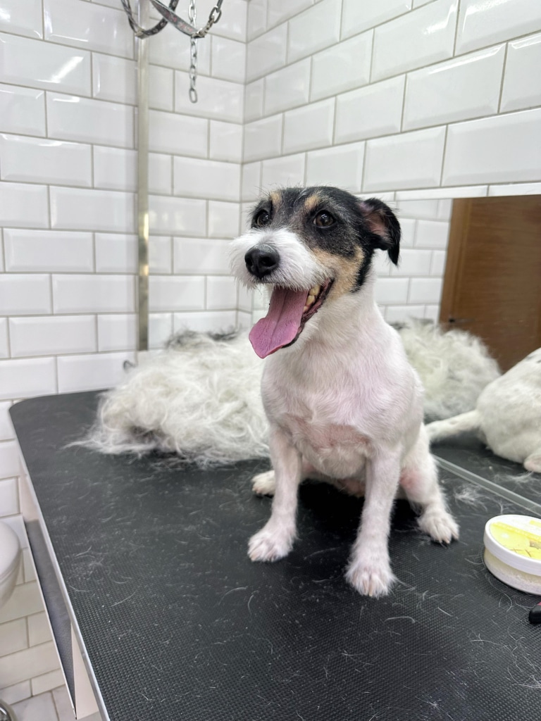 Джек-рассел після стрипінгу має охайний вигляд