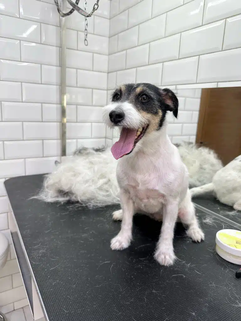 Джек-рассел після стрипінгу має охайний вигляд