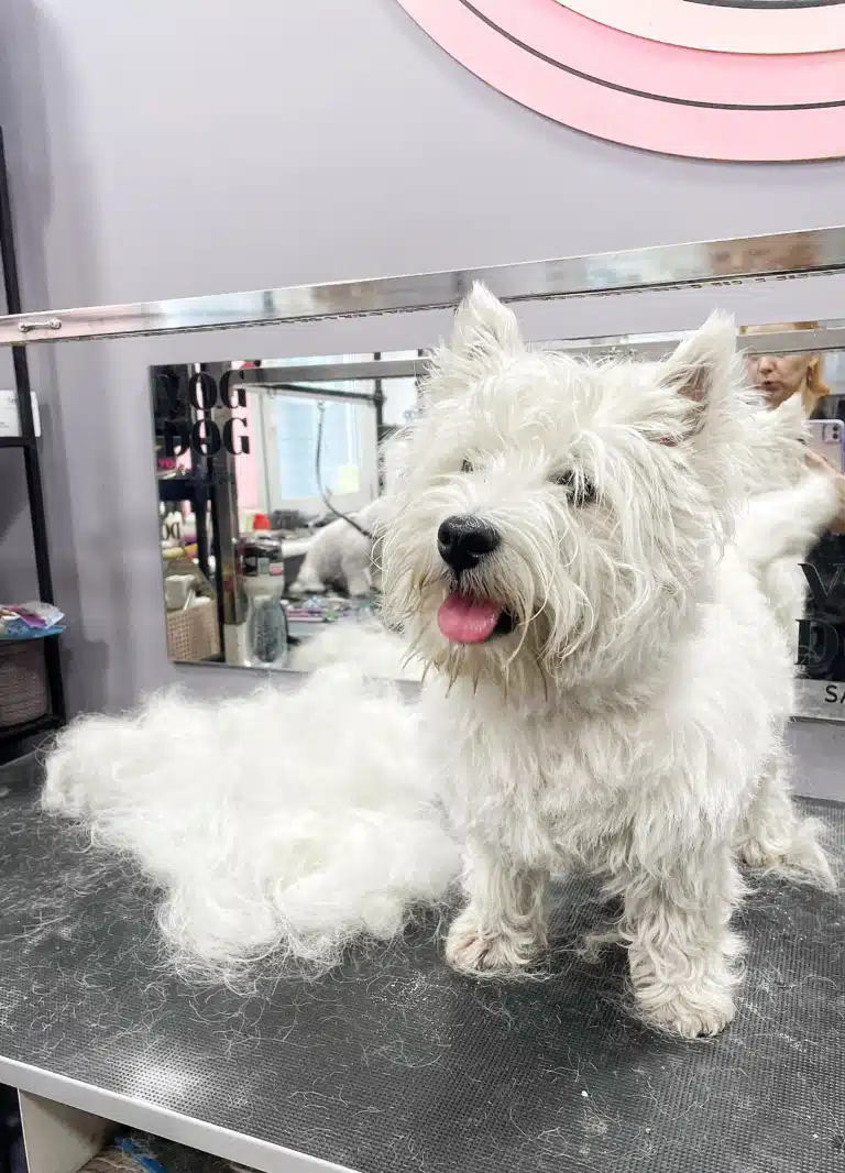 Грумер вищипав вже купу шерсті у веста, але робота триває