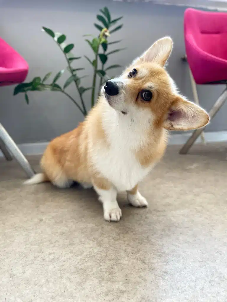 Коргі нахилив голову, підслуховуючи розмову власника з грумером