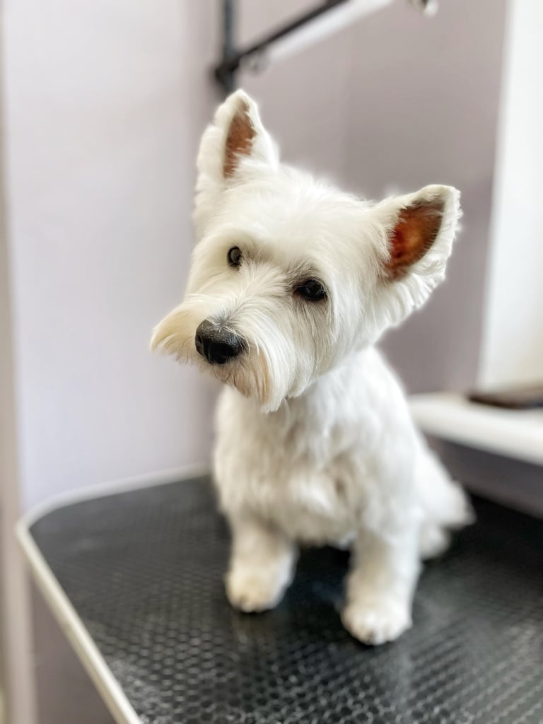 У веста після грумінгу на вушках залишилась довга шерсть