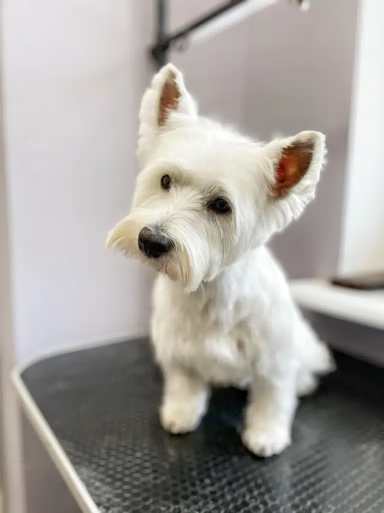 У веста після грумінгу на вушках залишилась довга шерсть