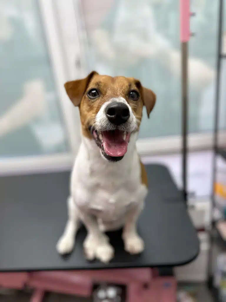 Джек-рассел посміхається, адже йому нарешті почистили зуби