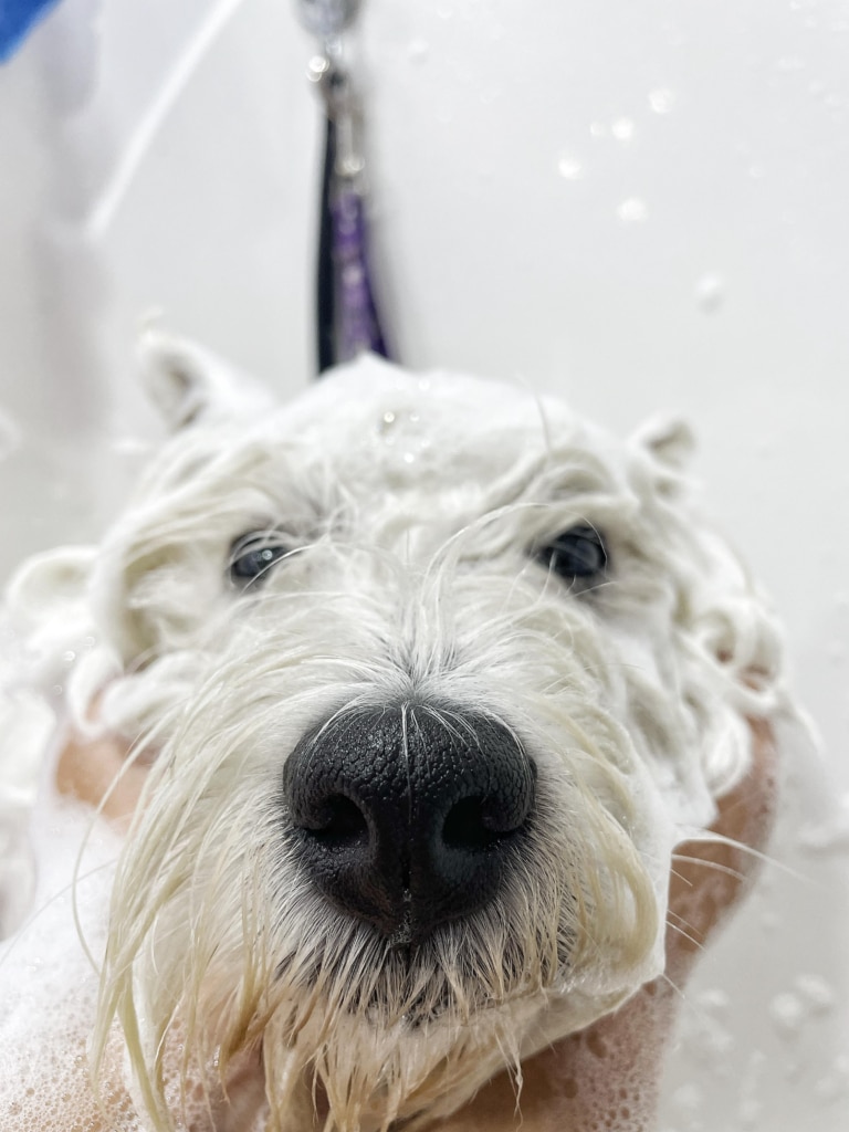 Носик веста сухий, а шерсть вже волога від нанесення косметики