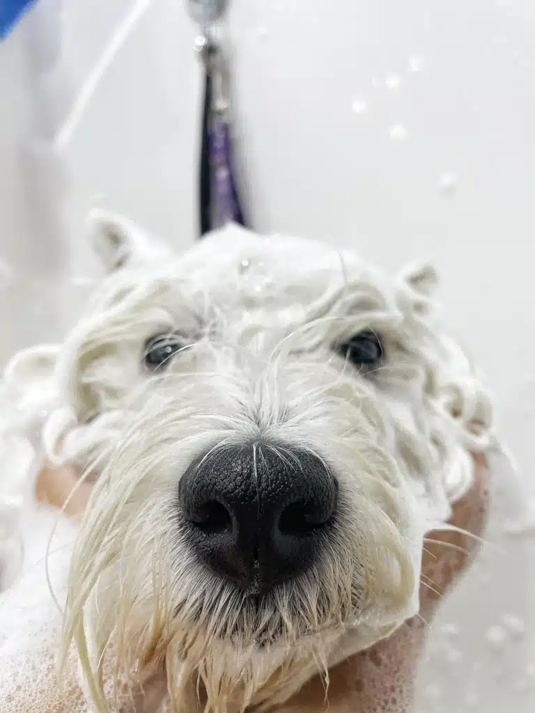 Носик веста сухий, а шерсть вже волога від нанесення косметики