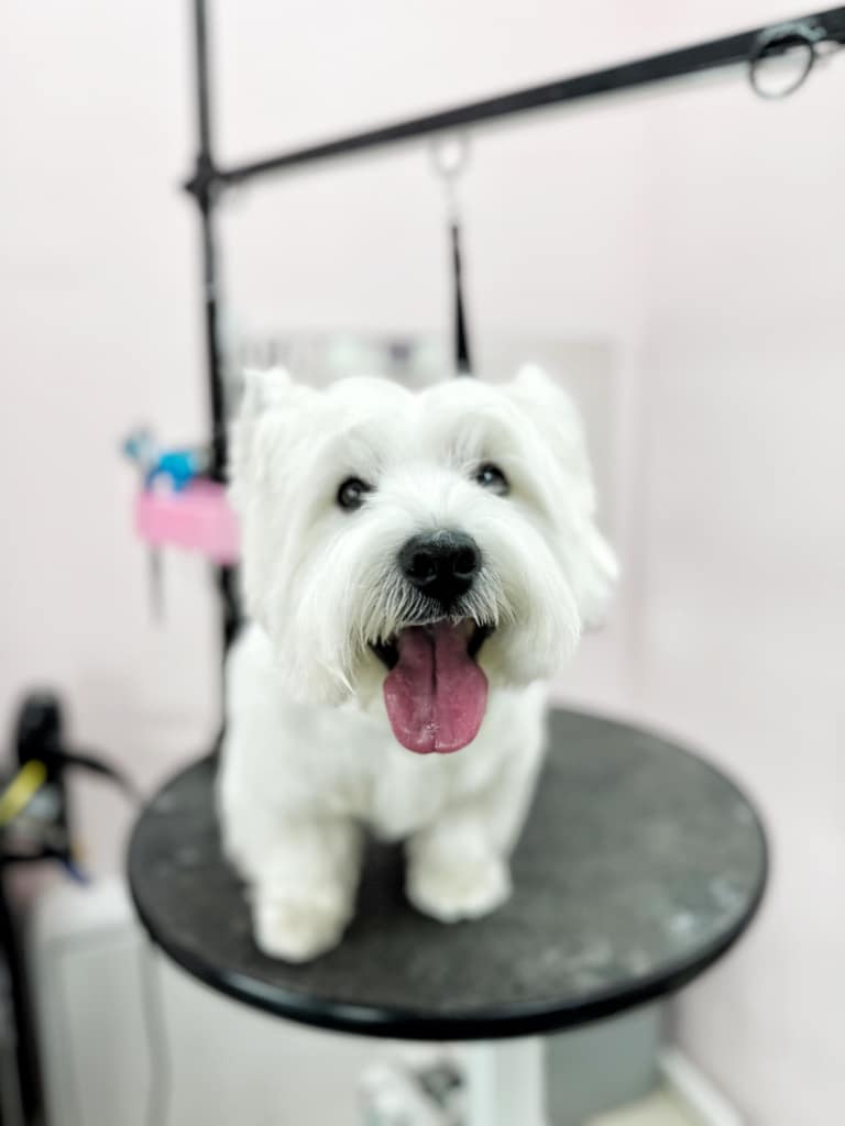 Шерсть під носом веста вже мокра від облизування