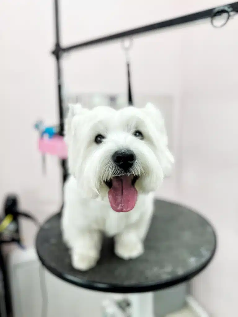 Шерсть під носом веста вже мокра від облизування