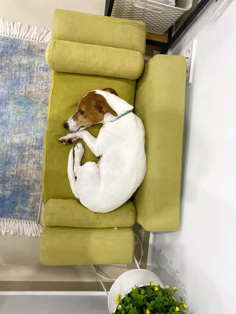 Джек-рассел звернулась клубочком на салатовому дивані для тварин