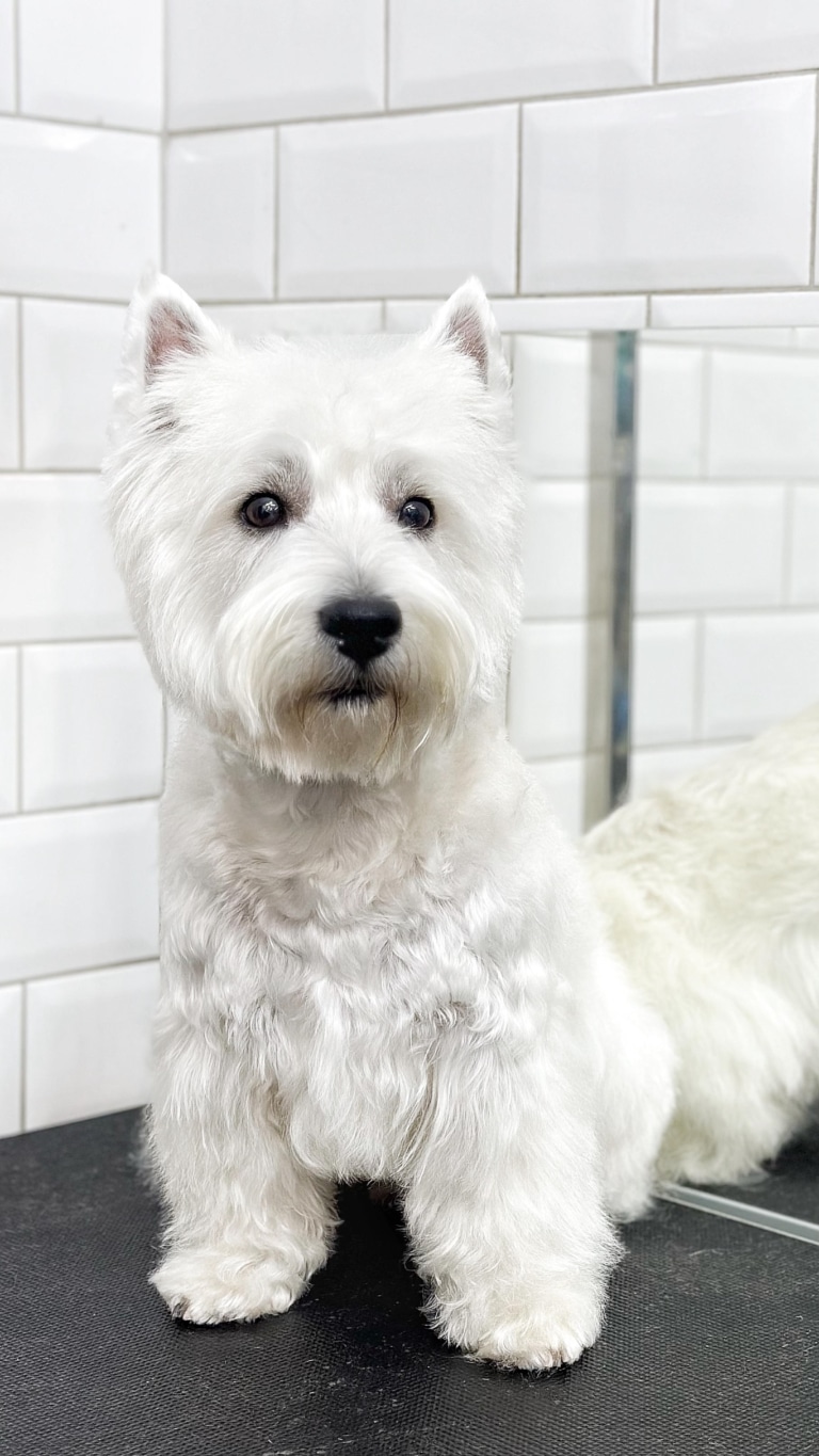 Вест напорошив вушка, підслуховуючи, що відбувається в грумерській