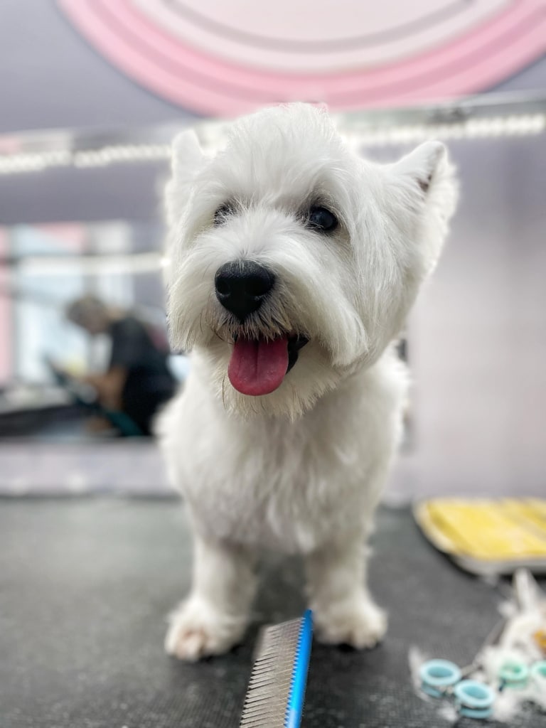 Грумер підстриг шерсть під носом веста, щоб під час годування не бруднити її