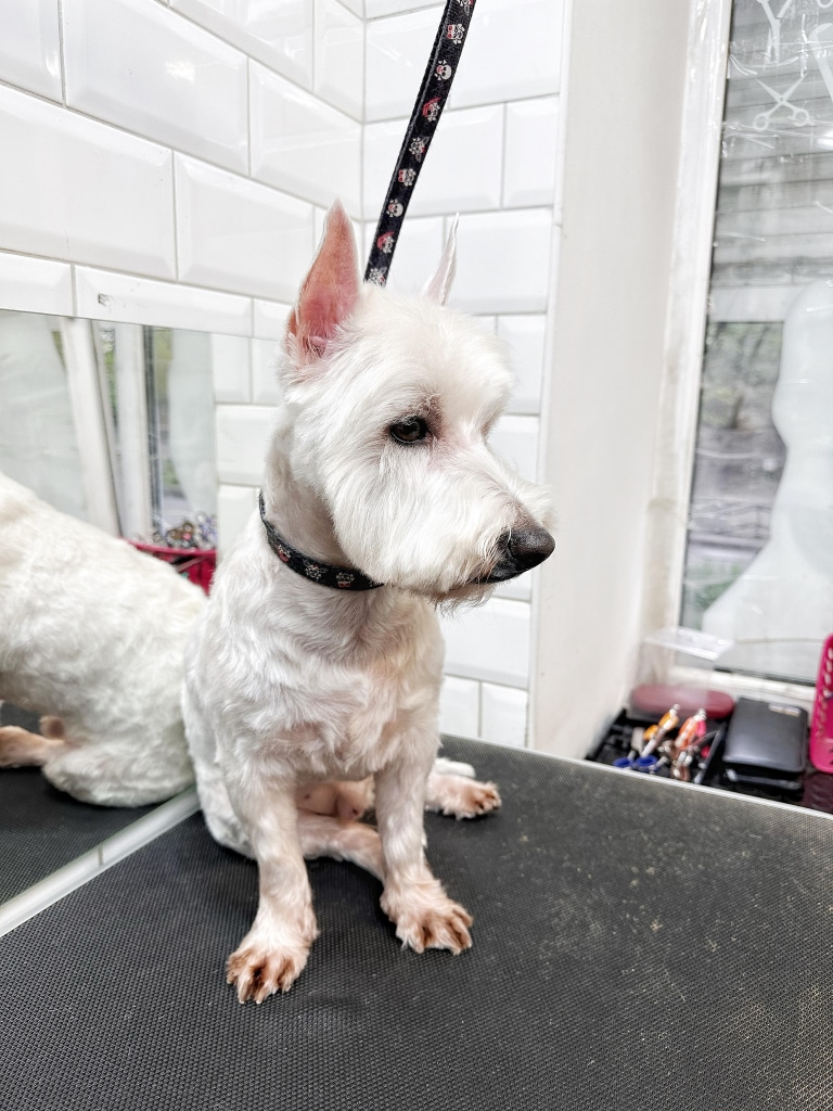 На лапах веста видно шерсть, що потемніла від вологи