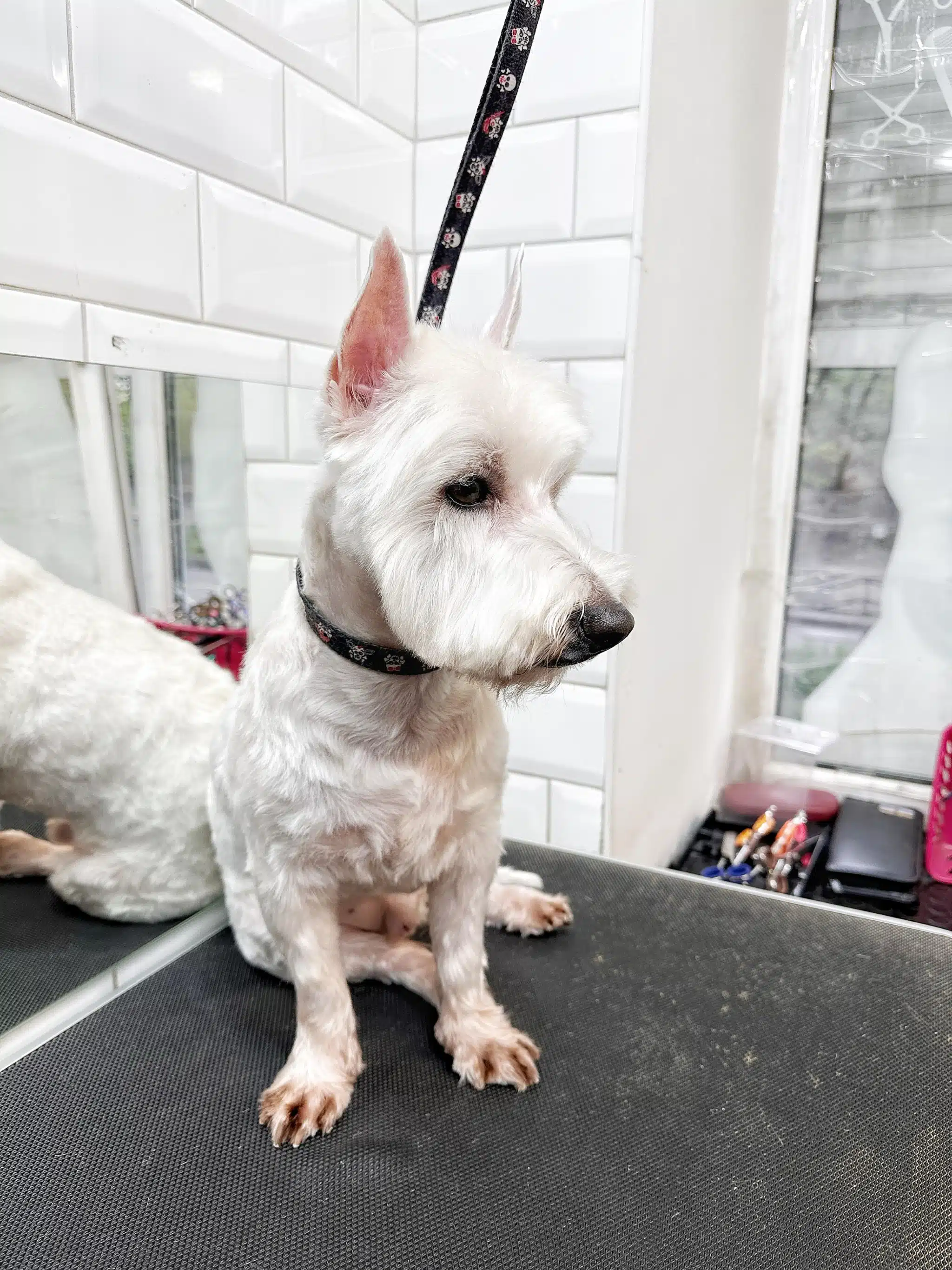 На лапах веста видно шерсть, що потемніла від вологи