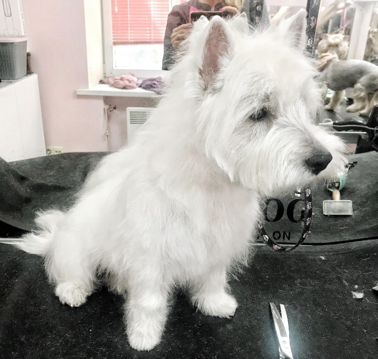 Вест має пухнасту шерсть, яку грумеру слід підстригти ножицями