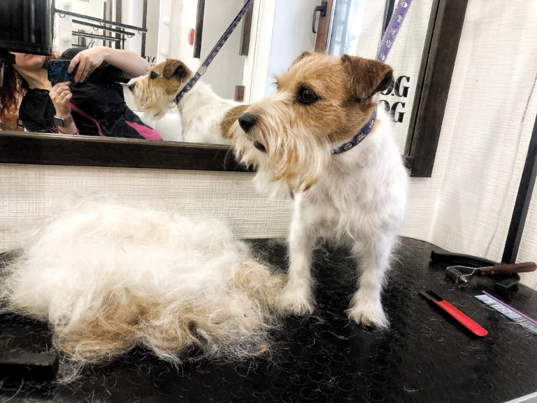 Джек-рассел стоїть перед своєю шерстю, яку прибрав грумер за допомогою тримінгу