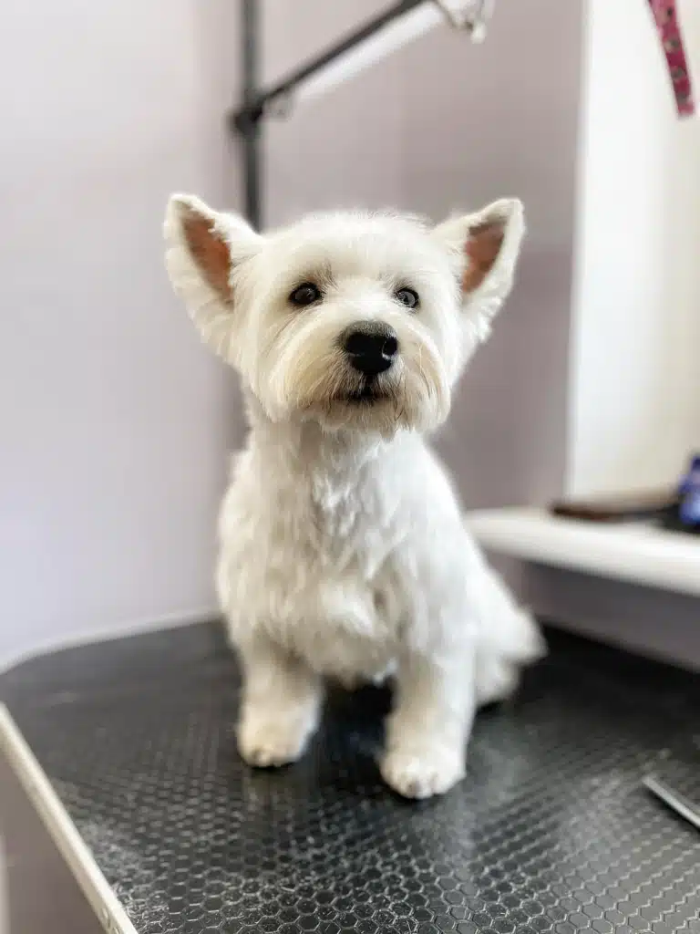 Вест після стрипінгу зберіг свою об'ємну форму