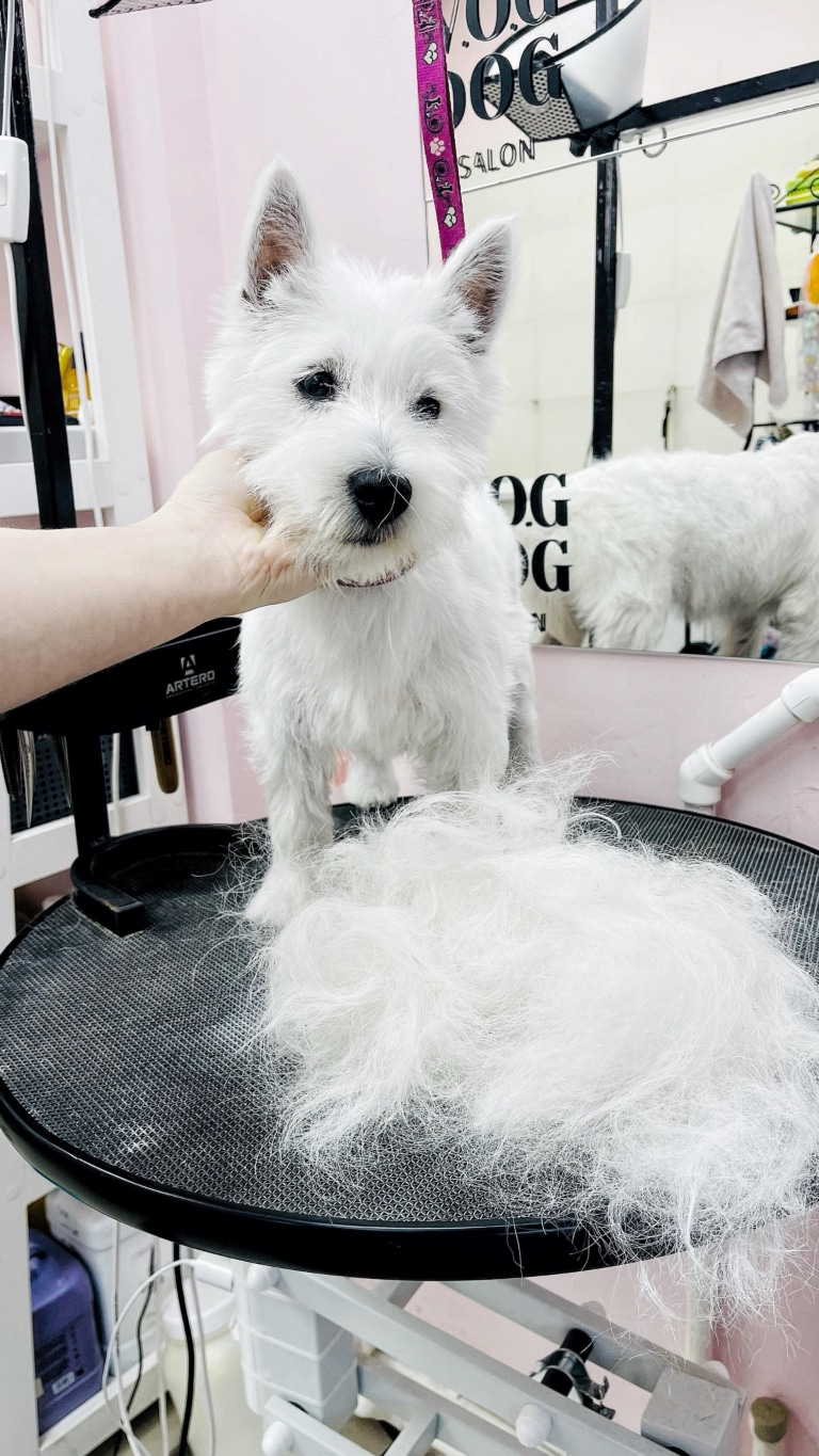 Біла шерсть після тримінгу встелила весь круглий стіл