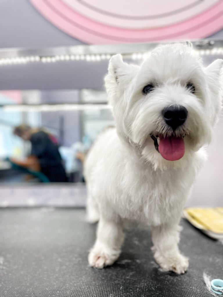 Підстрижений вест тепер має охайну і чисту мордочку