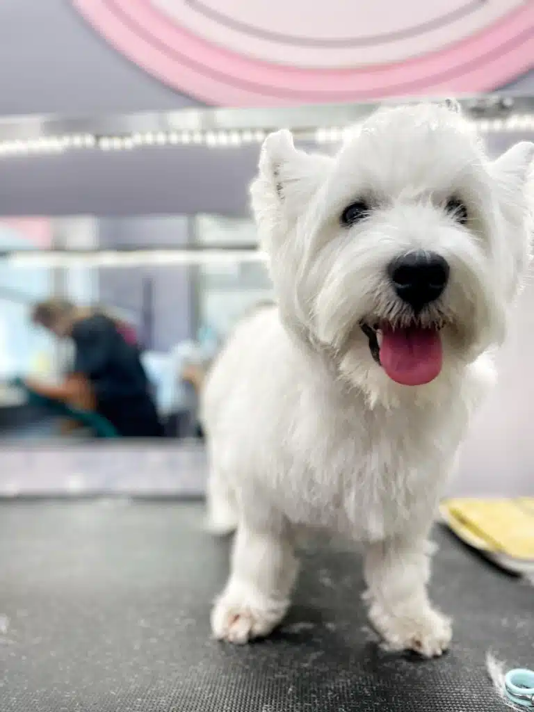 Підстрижений вест тепер має охайну і чисту мордочку