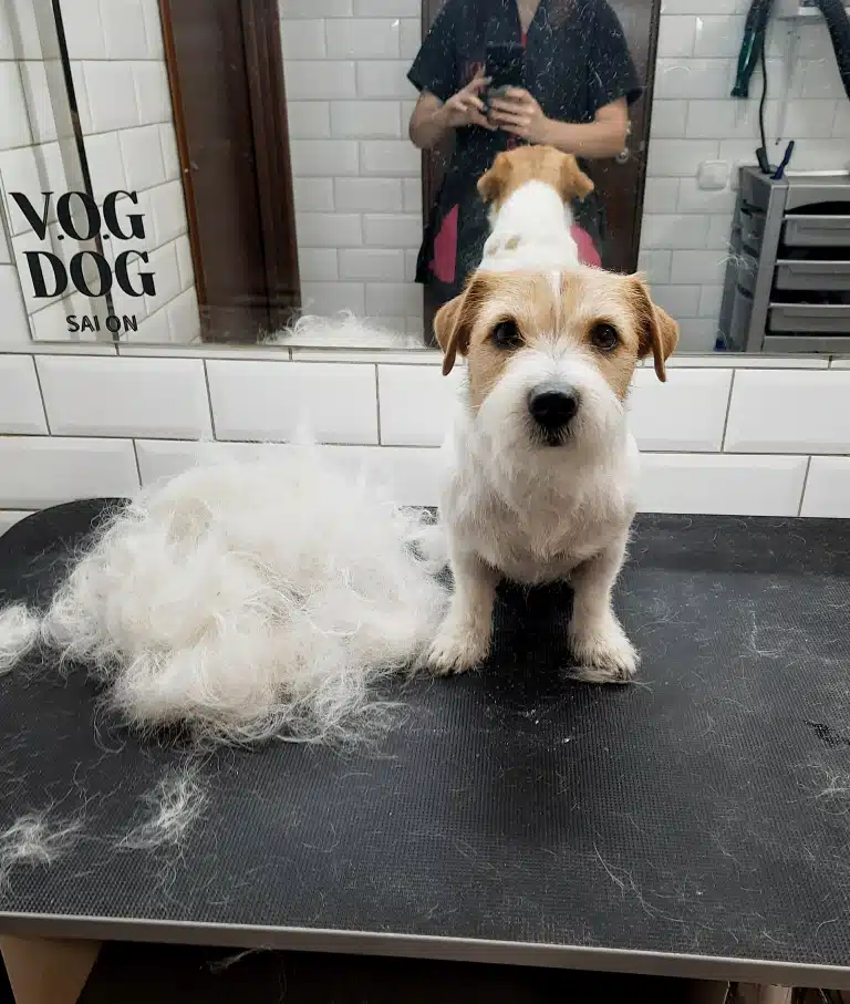 Кількість шерсті джек-рассела після тримінгу в салоні